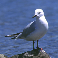 Black-billed Gull